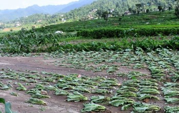  लगातारको वर्षाले तरकारी खेती सखाप : किसानहरु मर्कामा